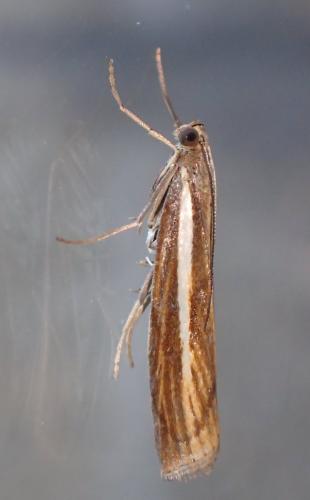 Réf. 340 095 : Agriphila tristella